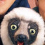 Zoboomafoo
