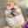 scaryhamster