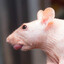 HalcyonRat