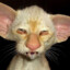 котяра ебаный