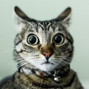 CatTheBat