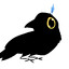 annoying crow
