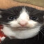 SillyCat