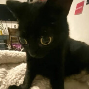 飞天霹雳巨无霸老鼠屎