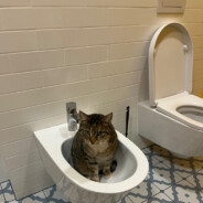 Antek tu ulana prostytutka