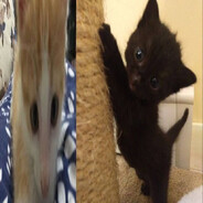 мазафакер_про228