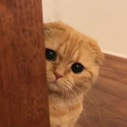 Everybody在你头上暴扣