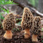 morchella esculenta