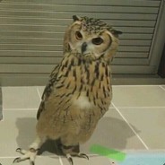 琪露诺的完美算术教师