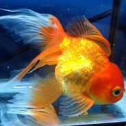 TheGolden[FisH]