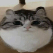 moffi