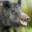 Wild Boar