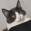 My Cat Is Cute