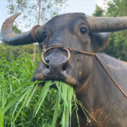 翻斗花园牛爷爷cos高叉