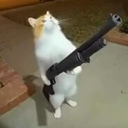 冷静的像一头牛