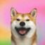 shibaaa-