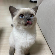 Lorezhu