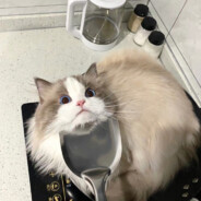 ウルトラさかこ