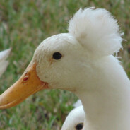 I'm the gudest Afro-Pato