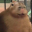 Capybara &gt;:3