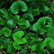 Alibaba và 36 Tên Thanh Hoá