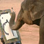 EducatedElephant