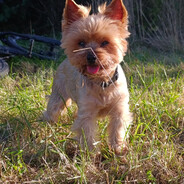 BAJBO avatar