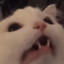 MasterCats