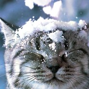 КоТ