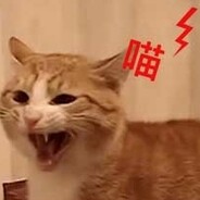 狂暴貓咪