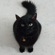 MyCatWilbur