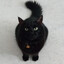 MyCatWilbur