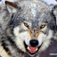 LOUP