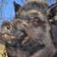OldBoar
