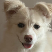 把你灌醉 让你跟狗睡