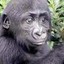HarambeJunior