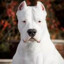 DoGo_arquentino