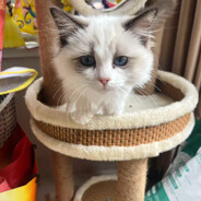 Chinggis