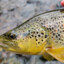 BrookTrout