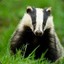 Malcontent Badger