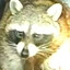 Chewy the Meth Raccoon