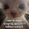 Fiery_Eggroll