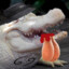 ♛CROQUES DO ALHO ALBINOツ