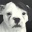 Dictadog