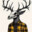 Shae avatar