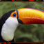 SpicyToucan