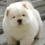 Chubby Puppy
