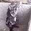 rato ensaboado