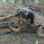 cynersex