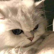 碳烤章鱼小丸子